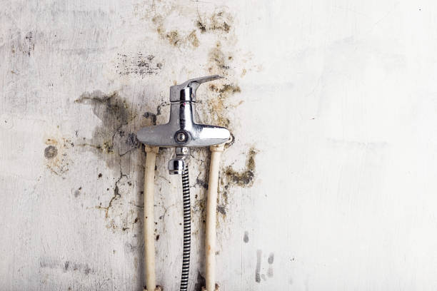 Best Mold Remediation  in Sequim, WA