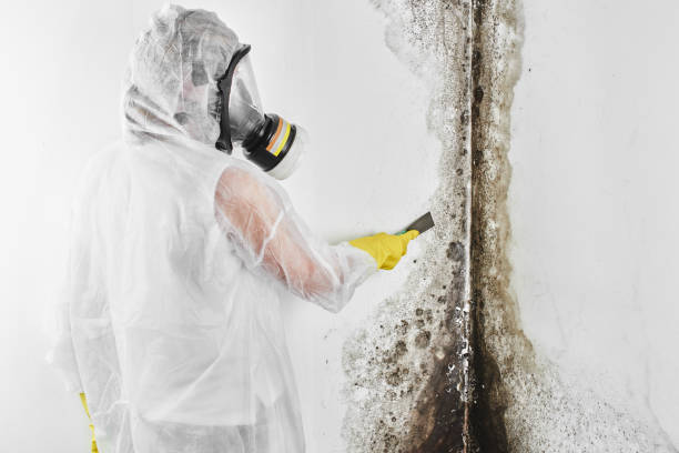 Best Mold Testing  in Sequim, WA