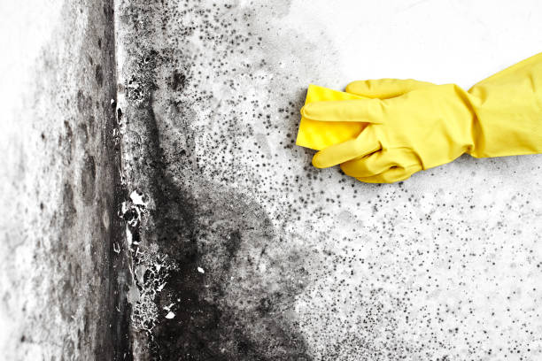 Certified Mold Removal in Sequim, WA
