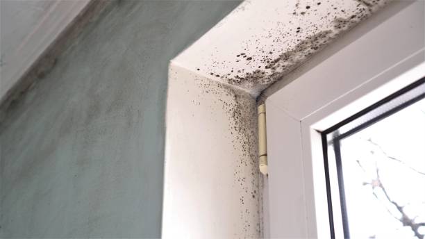 Best Attic Mold Removal  in Sequim, WA