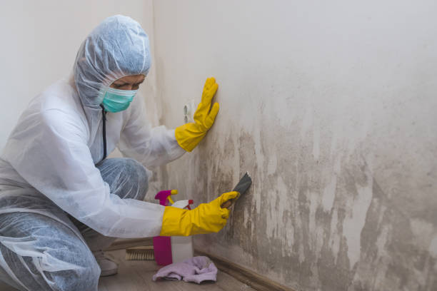 Best Mold Removal and Inspection  in Sequim, WA