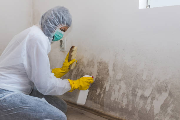 Best Professional Mold Removal  in Sequim, WA