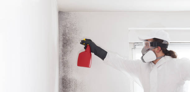 Best Home Mold Removal  in Sequim, WA